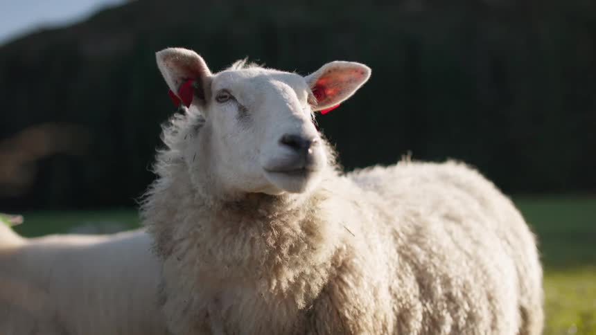 A curious sheep gazes into the distance bathed in the warm glow of the setting sun