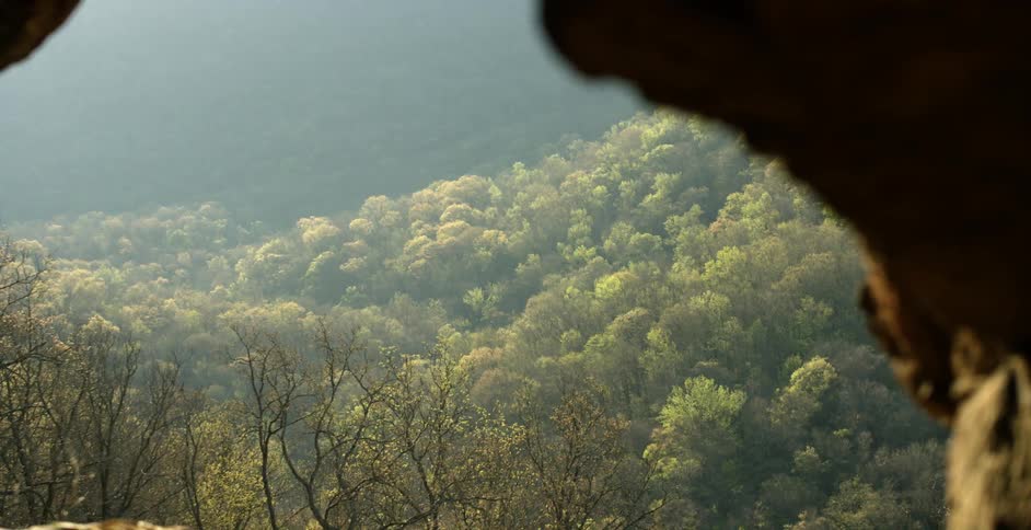 Aerial view of a forest below
