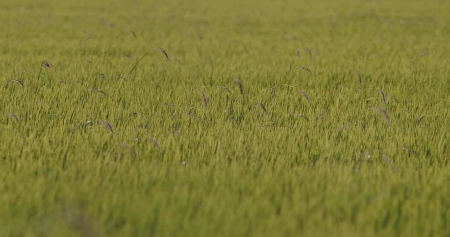 A large field of grass