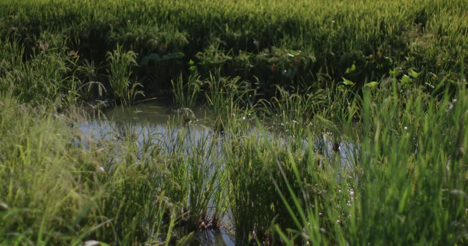 A small stream flows through a lush green field of grass