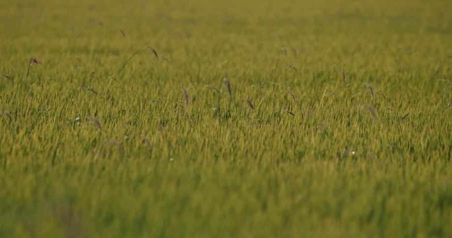 A clip of a green grass field