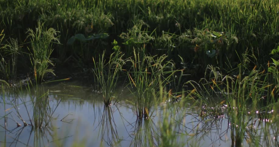 The lush green rice plants sway gently in the still water their reflections creating a mirrorlike image on the surface