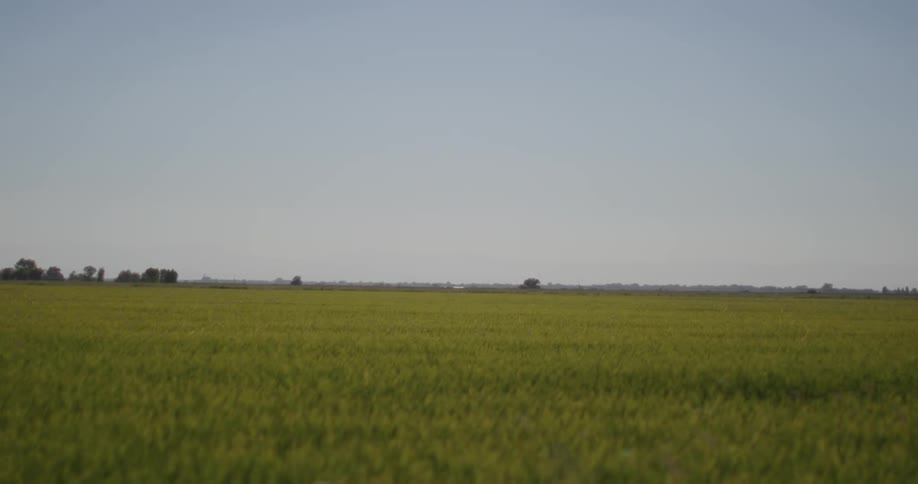 Panorama of a grassy landscape