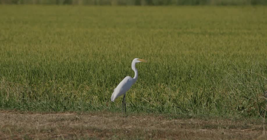 A white egret stands tall in a field of green grass