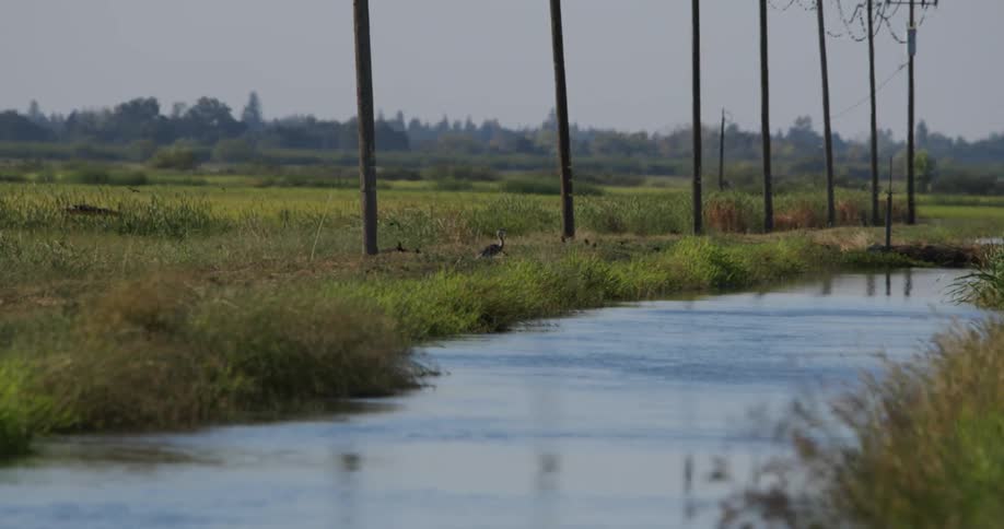 A small canal winds through a rural landscape with birds perched on the banks