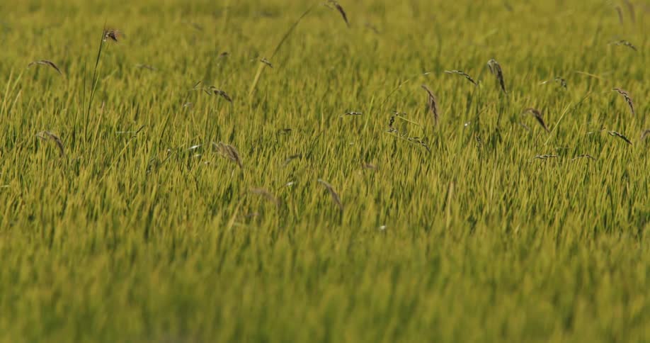 Greenish field of reed