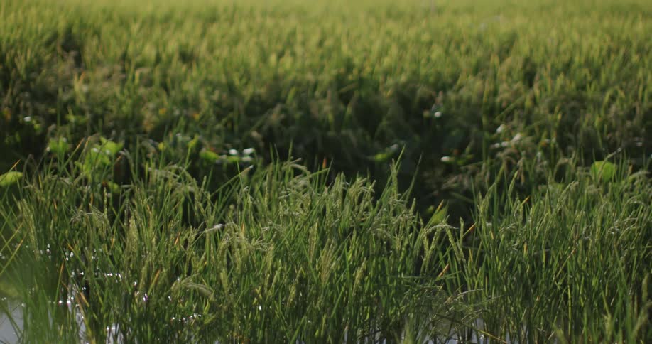 Tall grass is in the water of the swamp