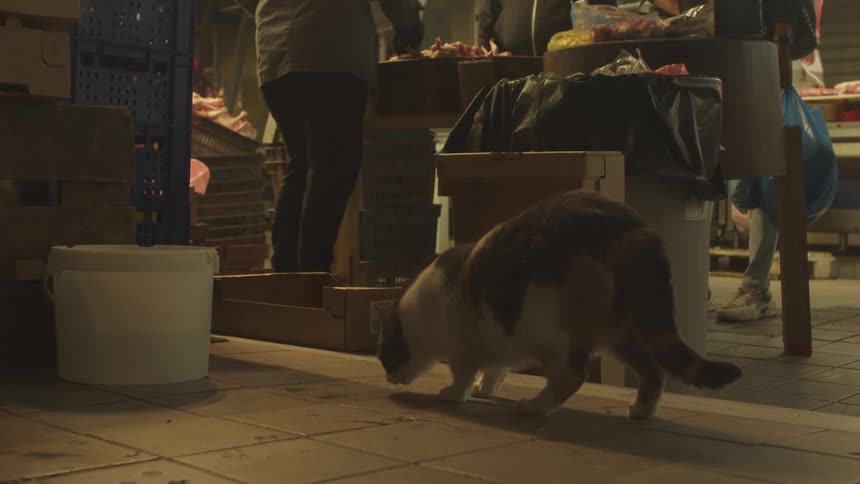 A cat licks the ground of a produce market with shoppers browsing behind