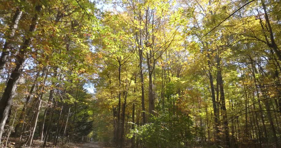 Walking through the woods in autumn
