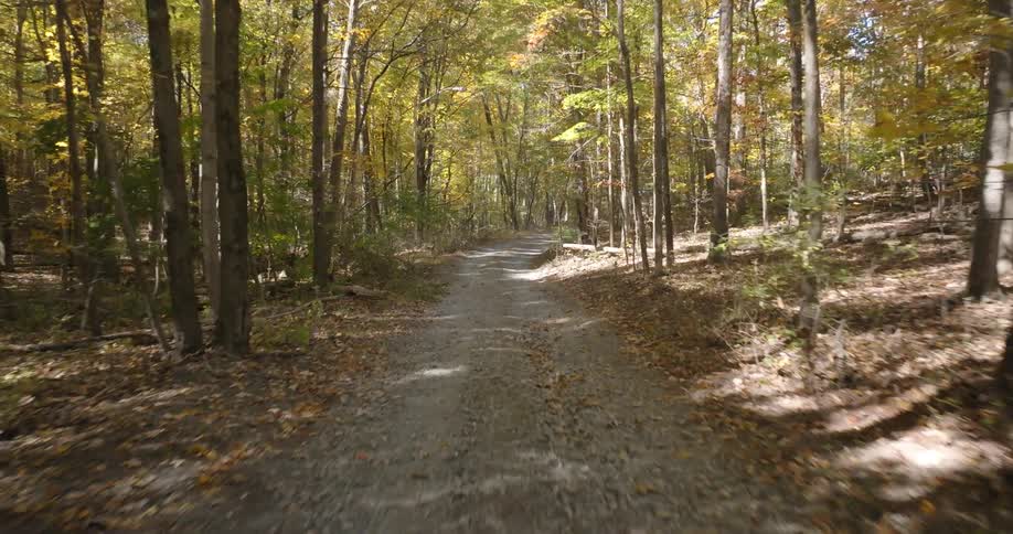 Road passes through a wood strewn with fallen leaves on an autumn day