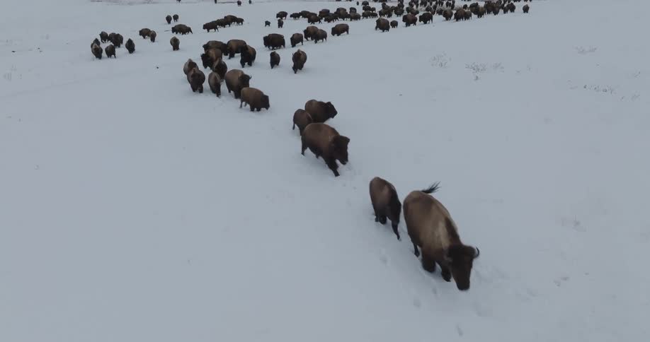 Aerial view of bison walking through snow