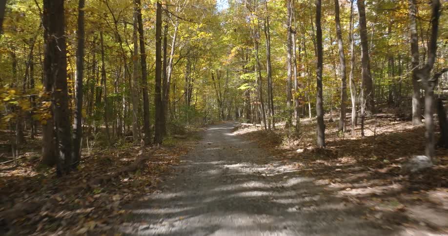 A gravel road winds through a deciduous forest on an autumn day