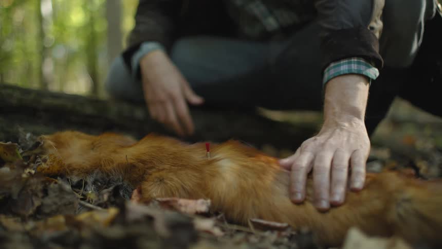 Person in a forest taking a needle out of a dead animal lying on the ground