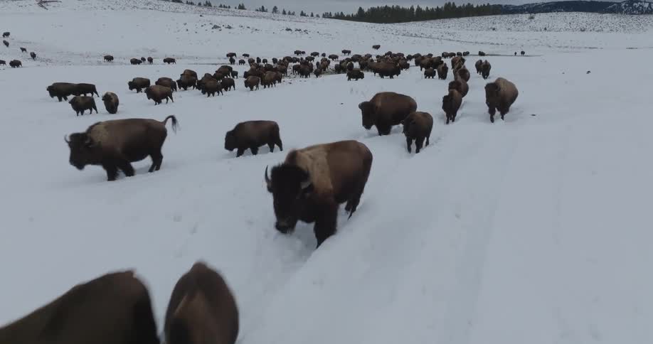 A herd of bison walks through a snowy field