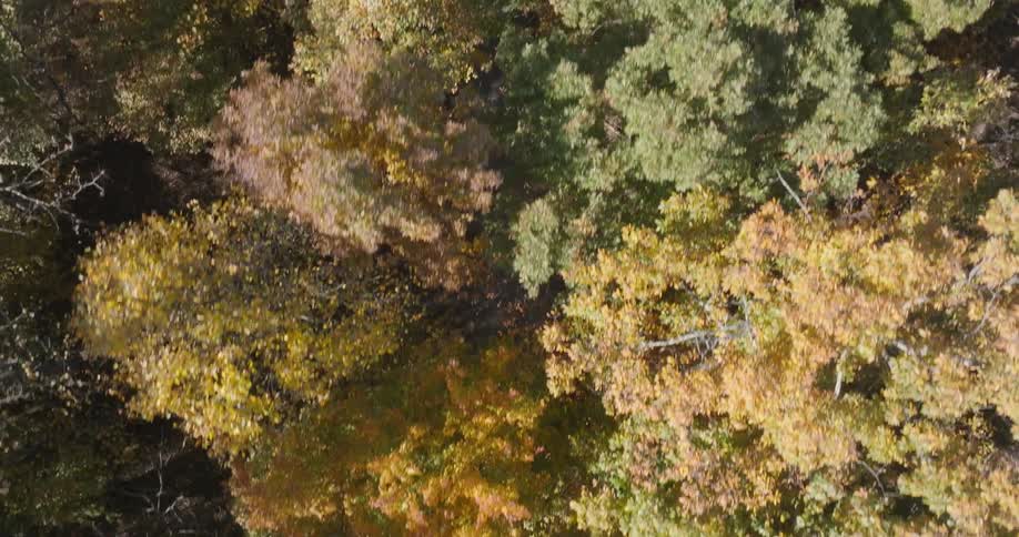 An aerial clip of the woods