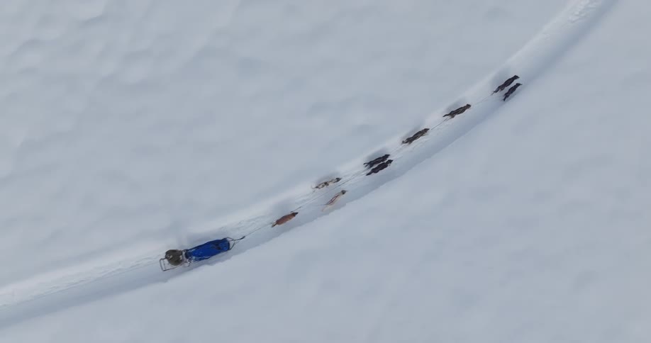 Dogs connected by a rope and running in the same direction on a sled in the snow