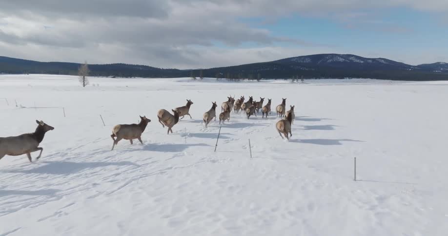 Antelopes running in the snow in the same direction
