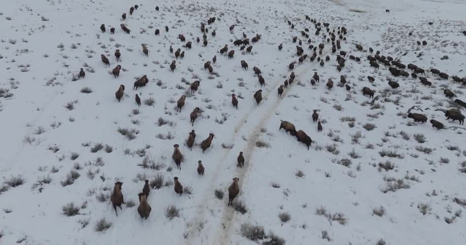 Herd of wild animals running across snow covered field