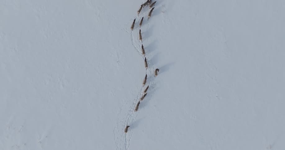 Aerial view of animals walking in the same direction through the snow