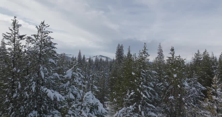 Snowy landscape with dense coniferous trees and distant mountains under a partly cloudy sky