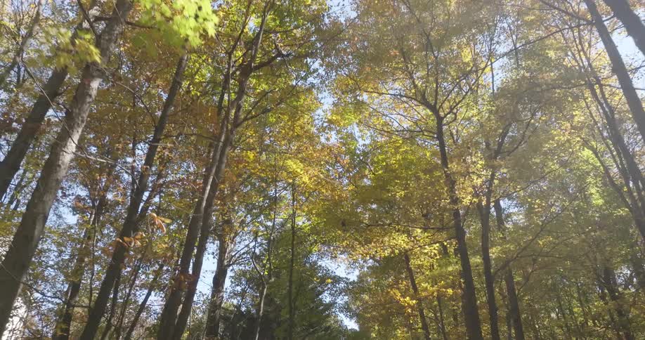 Forest with tall trees some with green leaves and others changing to yellow and orange