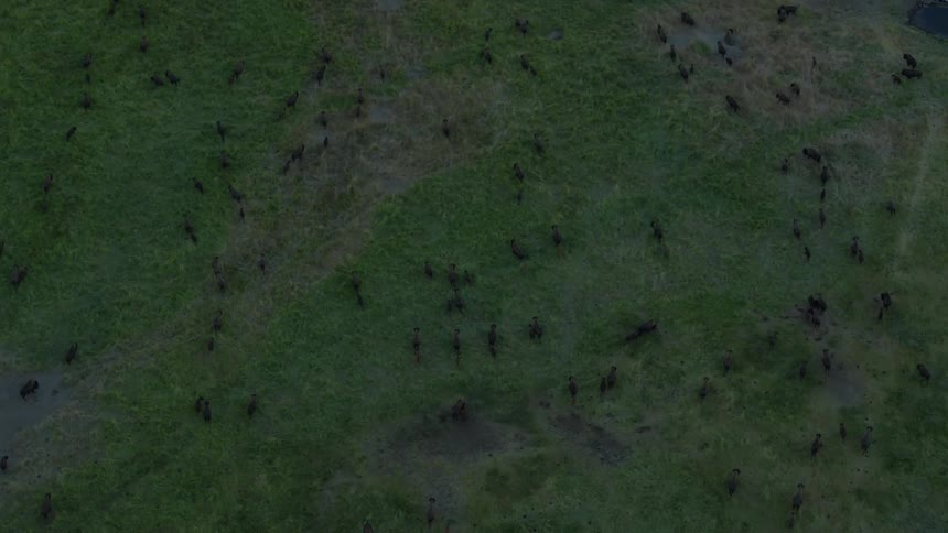 A herd of cows moving across a large field