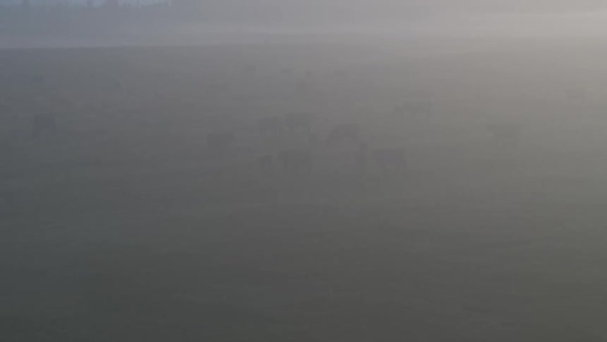 The forested mountains in the distance through the fog