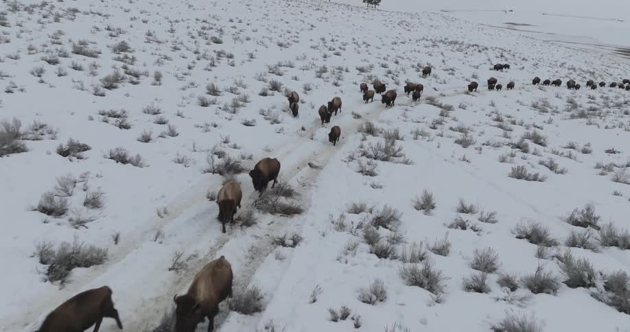 A herd of buffalo travel up a snowcovered hillside
