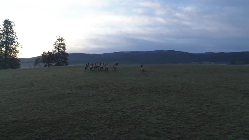 Herd runs across a plain near misty mountains under an overcast sky