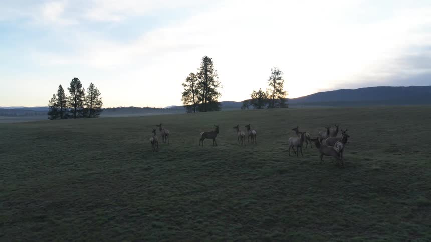 Herd of elk grazing in a vast grassy field with trees in the background and a clear sky at dusk