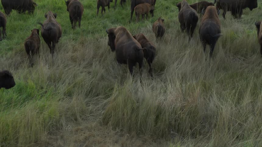 Drone view of a herd of buffalos grazing across a pasture