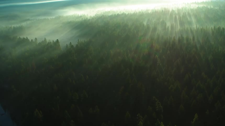 A dense forest shrouded in morning mist illuminated by the rising sun