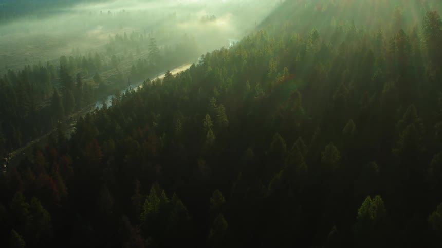 A heavily wooded area is filled with pine trees and has a tiny road beneath it