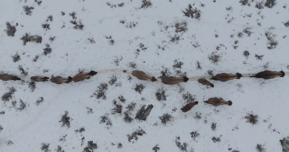 Group of brown bison walking in a snow covered field