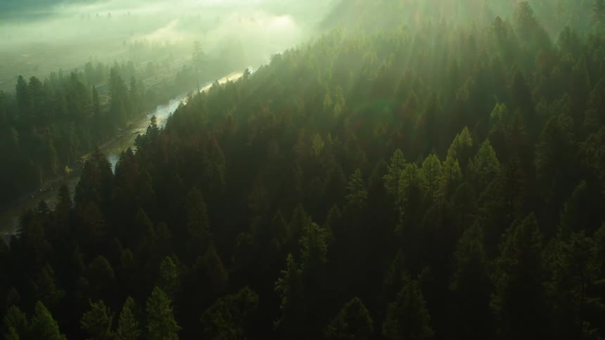A dense forest in the mountains parted by a river on a foggy day