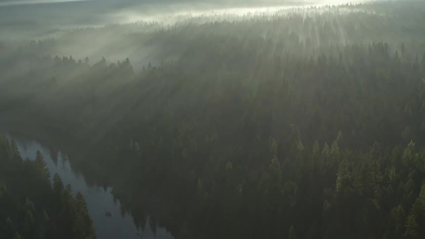 Reflection of sun rays bathing a dense coniferous forest like a river