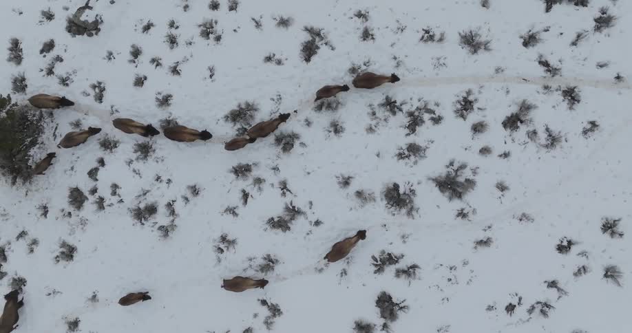 A herd of animals walk through the snow
