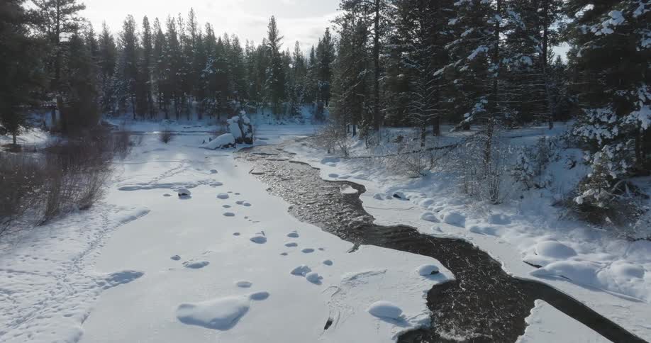 River flowing in a snowy area with conifers