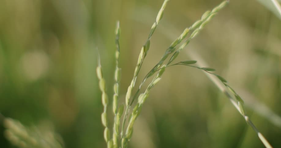 A close up of some grass