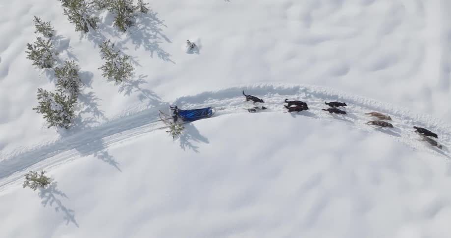 Top view of two quakes on a trail in a snow covered environment being pulled by dogs