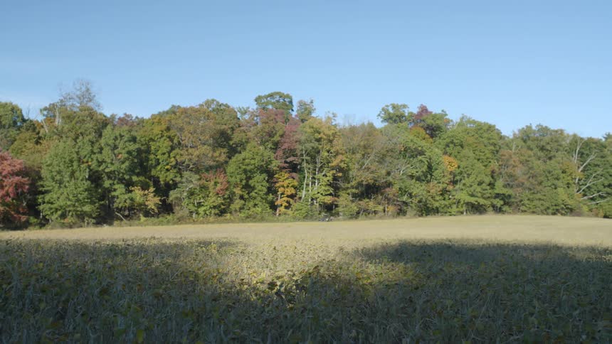 A wide clip of a forest in during autumn