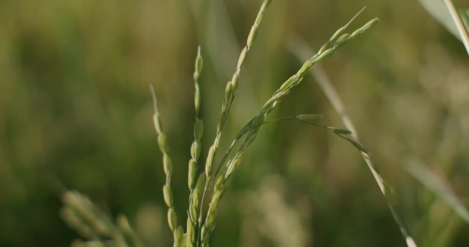 Long green grass blades swaying gently in the breeze