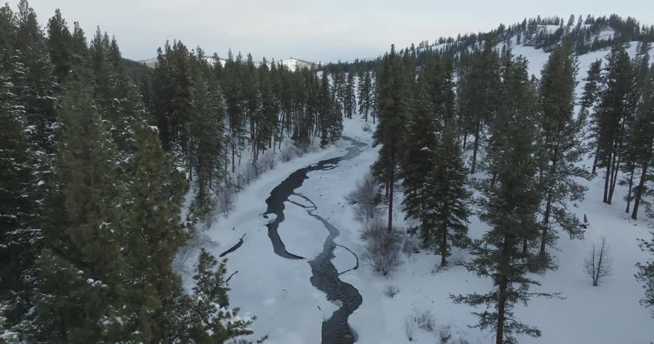 The stream and forest are covered with snow and ice
