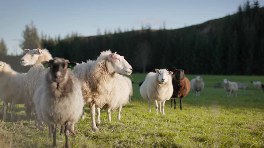 A flock of sheep stand on a grassland near a mountain