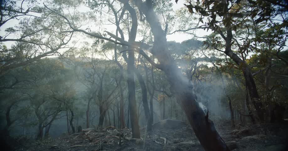 Burnt forest exhaling smoke