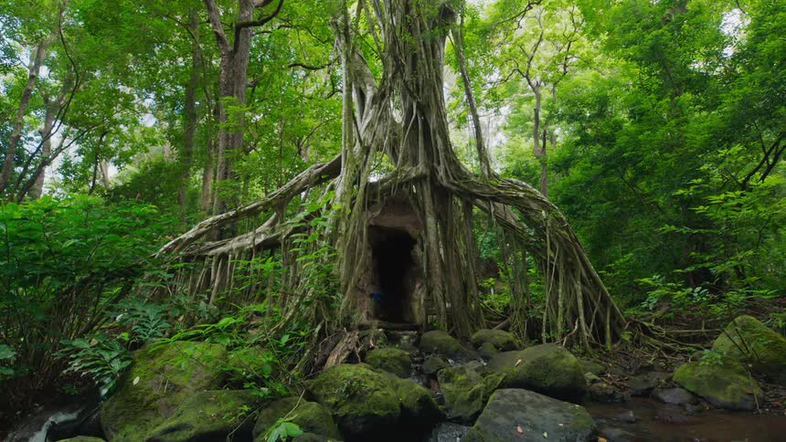 Person with a blue scarf entering the trunk of a large tree in the dense forest