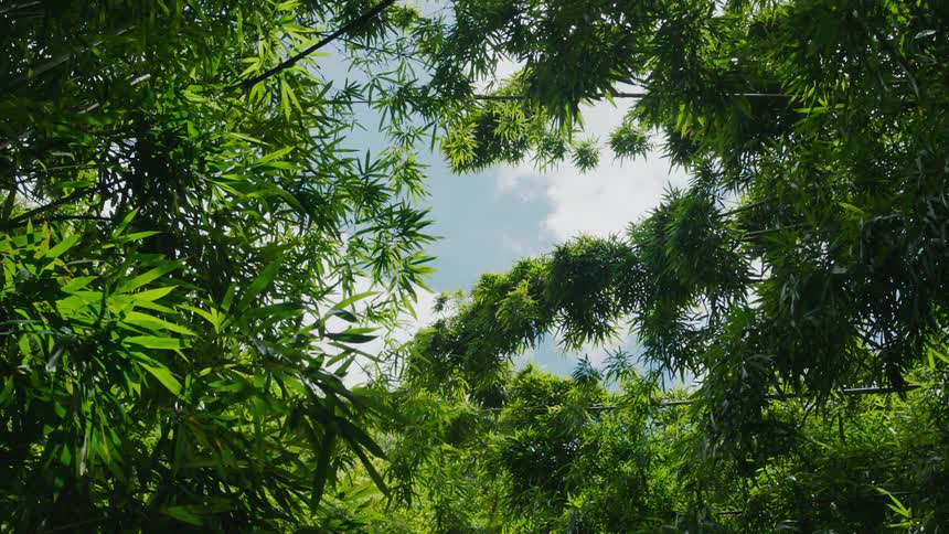 Upward view of a blue sky with clouds and trees moving due to the force of the wind