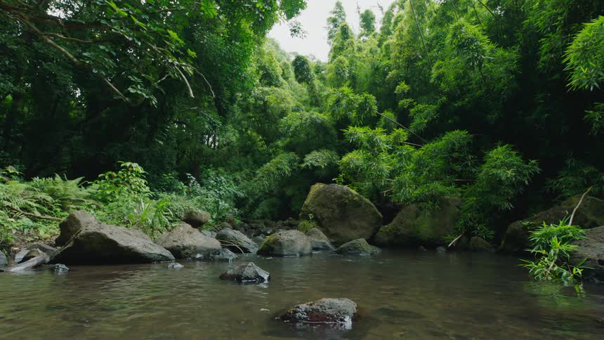 Serene stream flows through a dense lush green forest with large rocks scattered throughout the water