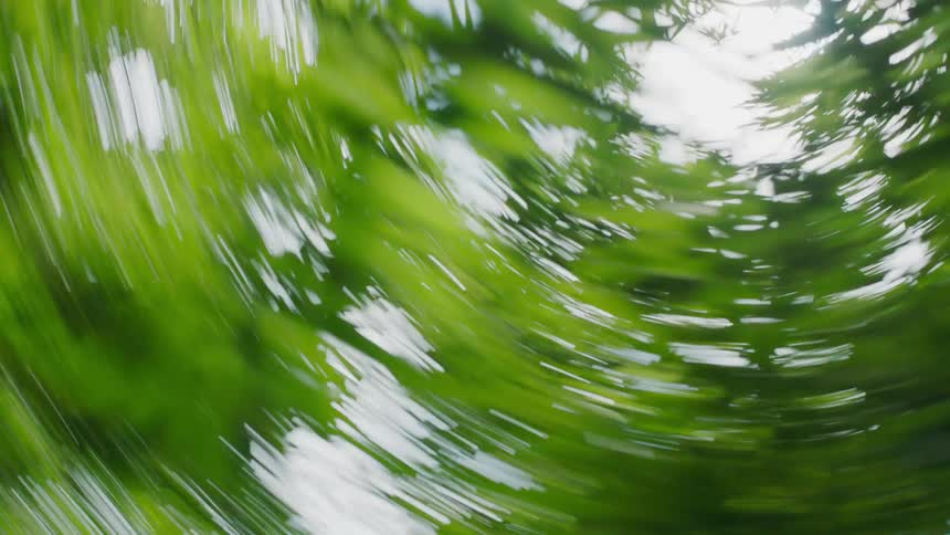 Chaotic footage of green foliage twisting against a sunlit sky