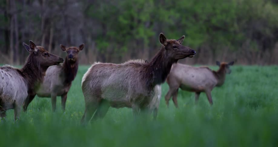 A herd of elk stand in tall grass